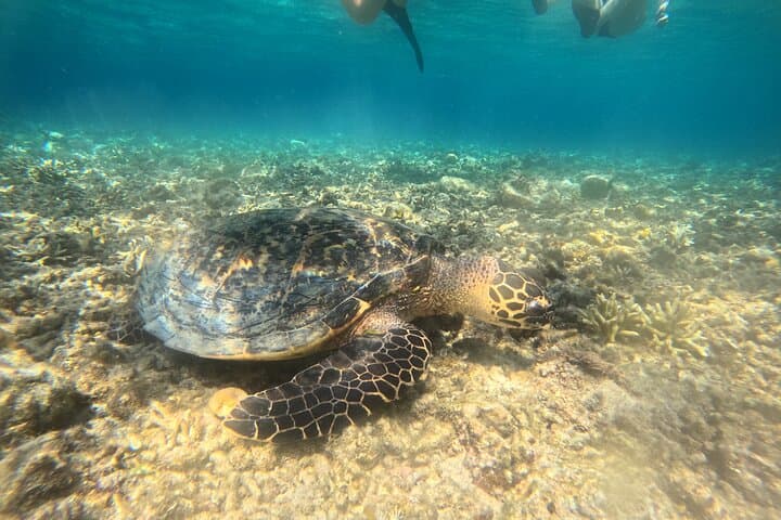 Menjangan Island Snorkeling: Bali's Hidden Underwater Gem photo 3