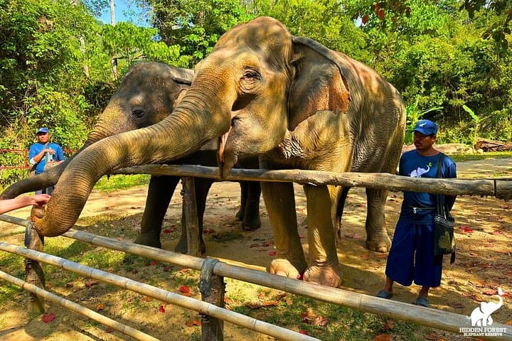 Hidden Forest Elephant Reserve Guided Tour in Phuket — Ethical Elephant Sanctuary Experience photo 2