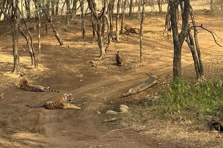 2-Day Jim Corbett National Park Safari from Delhi — Morning Jungle Safaris & Riverside Stays