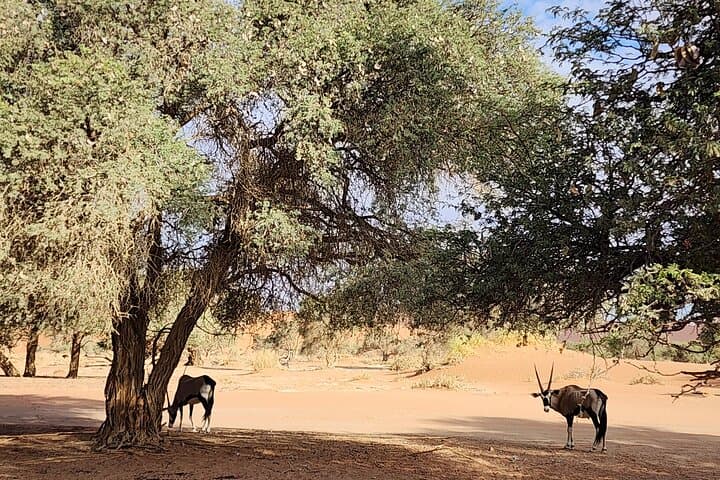 3-Day Sossusvlei Dune Adventure: Camp, Climb & Explore Namibia's Highest Dunes photo 2