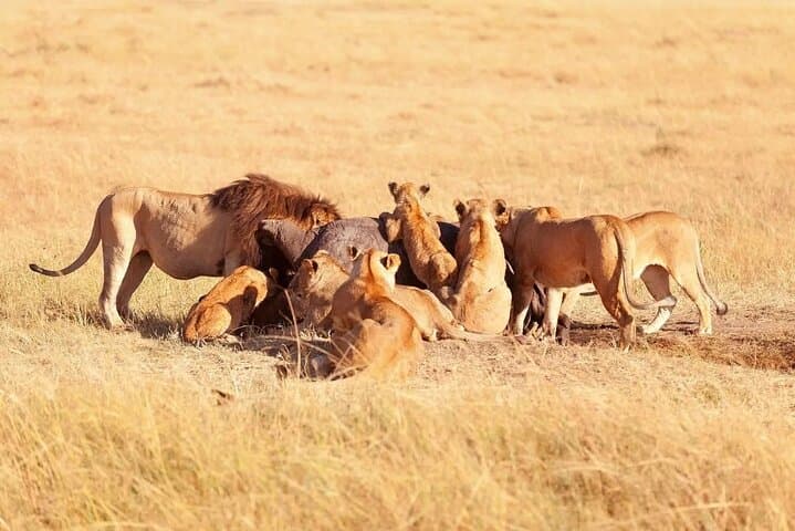 Crescent Island & Lake Nakuru: 2-Day Private Safari from Nairobi photo 5