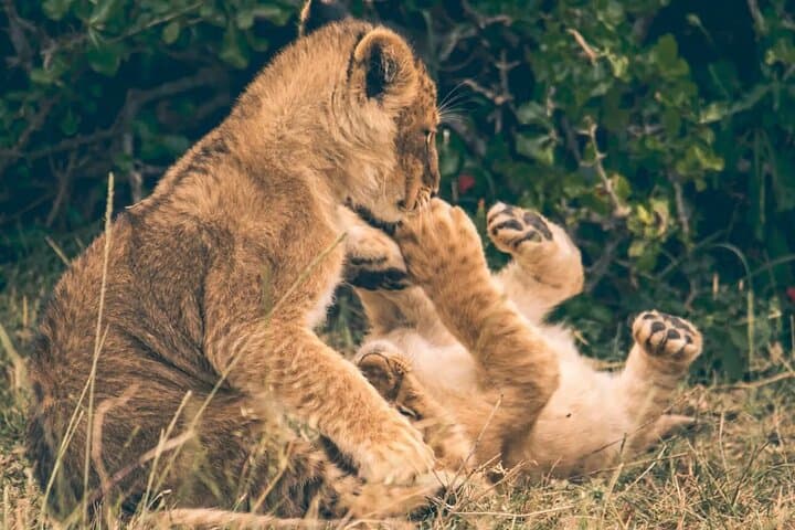 Crescent Island & Lake Nakuru: 2-Day Private Safari from Nairobi