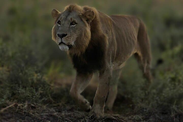 Explore Nairobi National Park: A Unique Safari Experience in Kenya’s Urban Wilderness photo 2