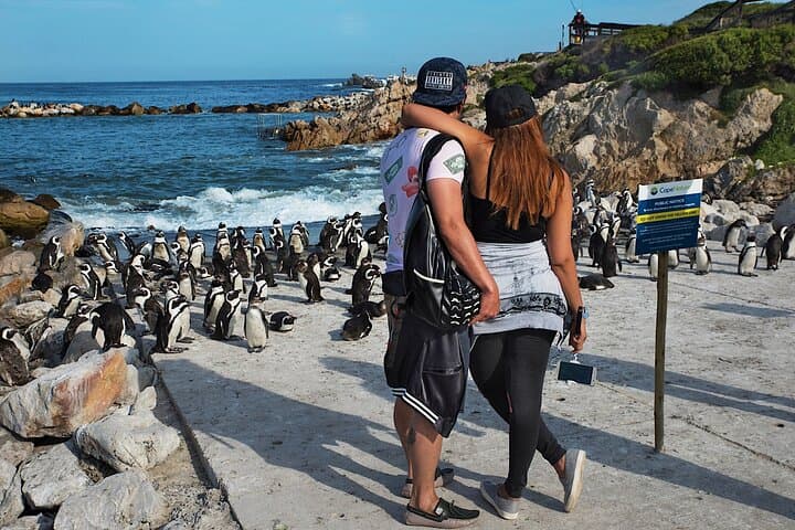 Hermanus Whale Watching & Penguins Tour from Cape Town photo 3