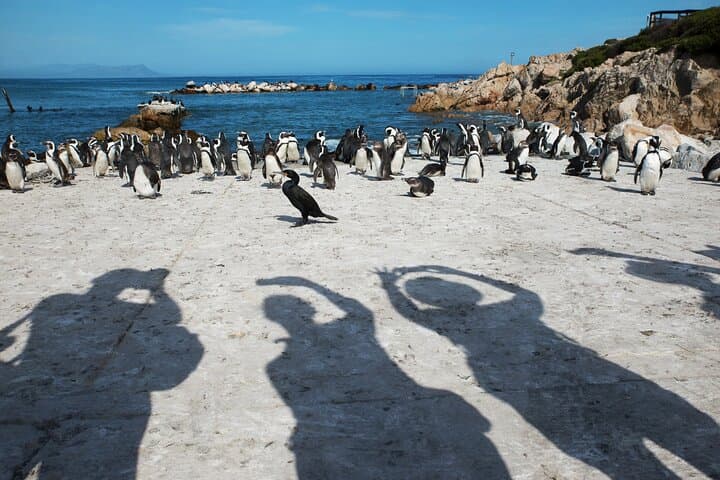 Hermanus Whale Watching & Penguins Tour from Cape Town photo 6