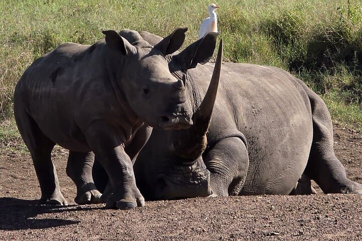 Explore Nairobi National Park: A Unique Safari Experience in Kenya’s Urban Wilderness photo 3