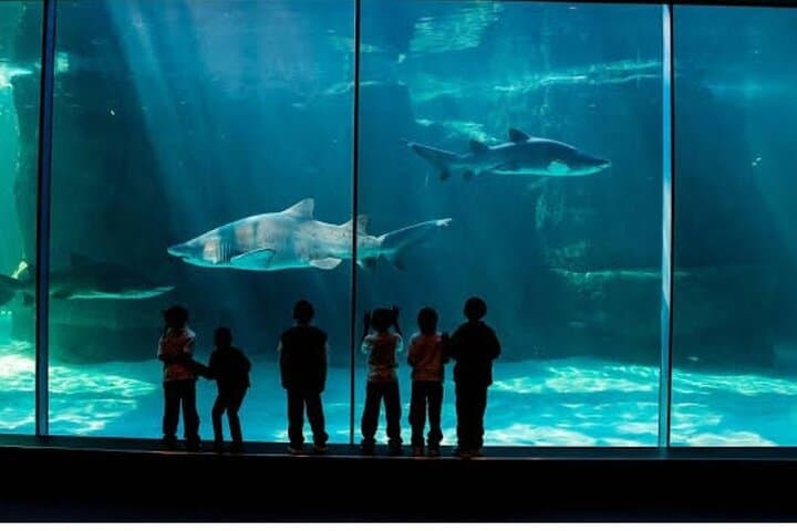 Cape Town Action Day: Quadbike Dunes, Two Oceans Aquarium & Sunset Champagne Cruise photo 5