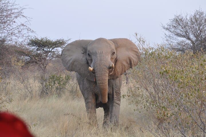 7 Days Around the Campfire: Etosha & Sossusvlei Camping Safari from Windhoek photo 4