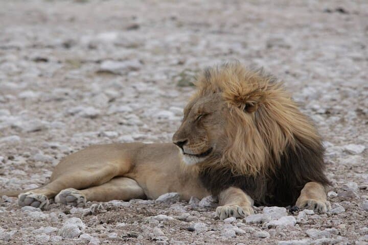 7 Days Around the Campfire: Etosha & Sossusvlei Camping Safari from Windhoek photo 5
