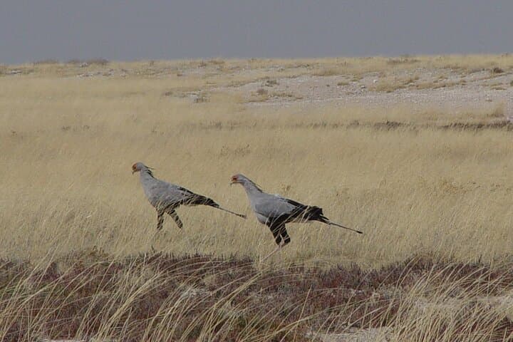 7 Days Around the Campfire: Etosha & Sossusvlei Camping Safari from Windhoek photo 6