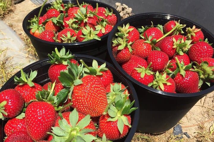 Hands-On Strawberry Picking in Stellenbosch: A Cape Winelands Day Out