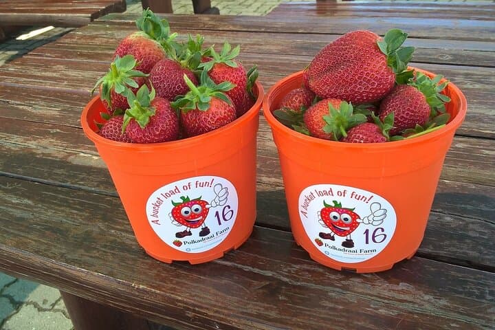 Hands-On Strawberry Picking in Stellenbosch: A Cape Winelands Day Out photo 2