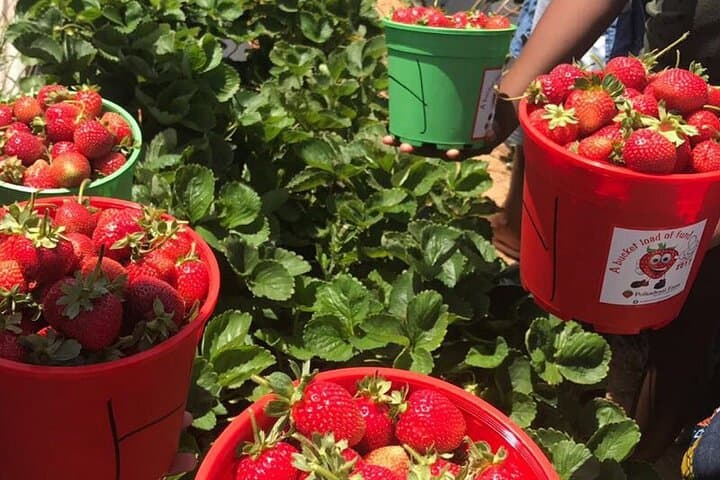 Hands-On Strawberry Picking in Stellenbosch: A Cape Winelands Day Out photo 3