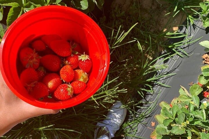 Hands-On Strawberry Picking in Stellenbosch: A Cape Winelands Day Out photo 4