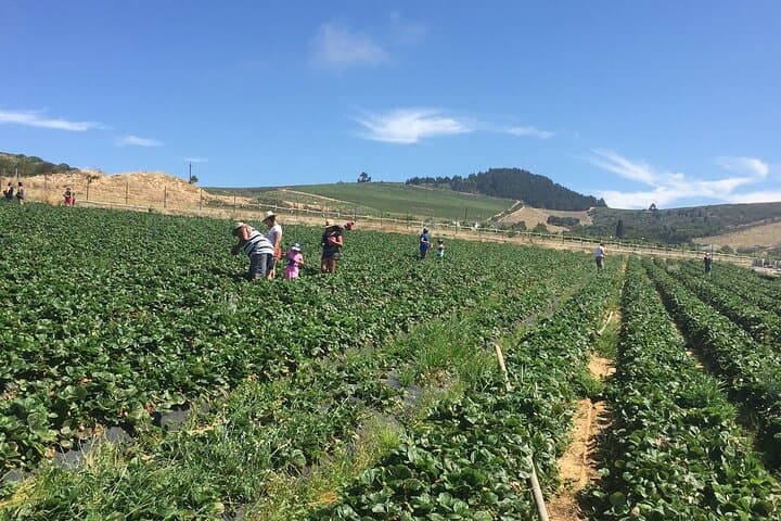 Hands-On Strawberry Picking in Stellenbosch: A Cape Winelands Day Out photo 5