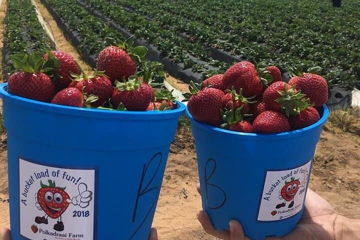 Hands-On Strawberry Picking in Stellenbosch: A Cape Winelands Day Out photo 6
