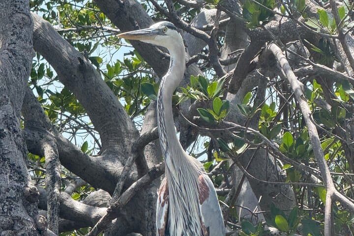 E.G. Simmons Park Mangrove Tunnel Kayak Tour — 3-Hour Guided Paddle in Ruskin photo 2