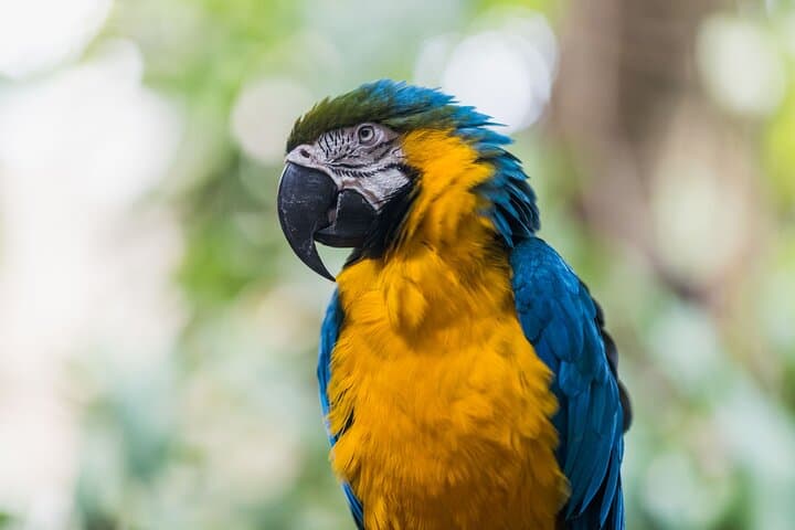 Miami’s Jungle Island: Eco-Adventure Park and Wildlife Encounters on Watson Island photo 6