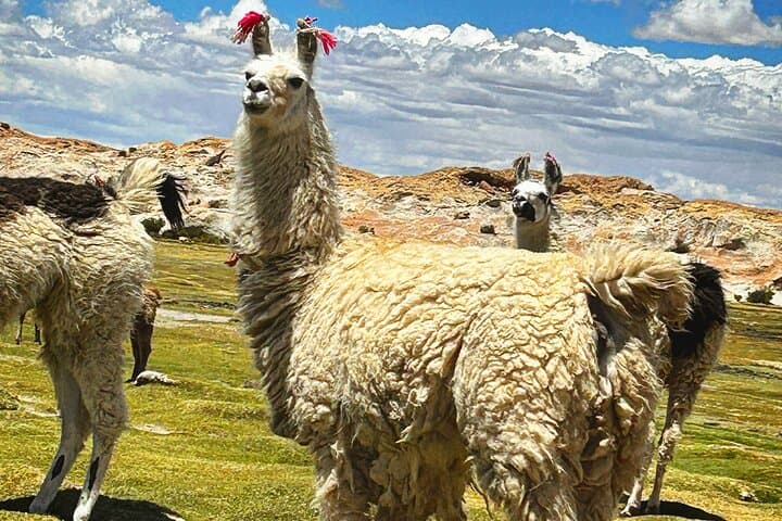 Uyuni Salt Flat Andean Traverse — 4-Day Private Expedition photo 2