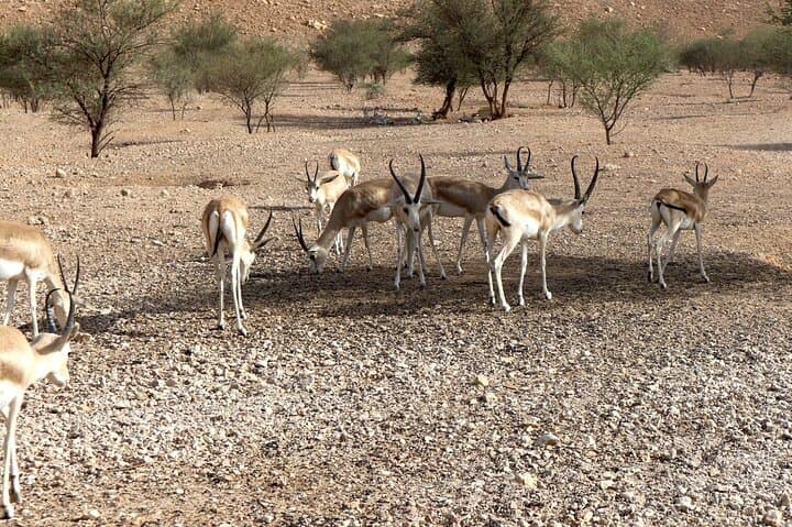 Premier Private Edge of the World Sunrise & Sunset Tour from Riyadh photo 6
