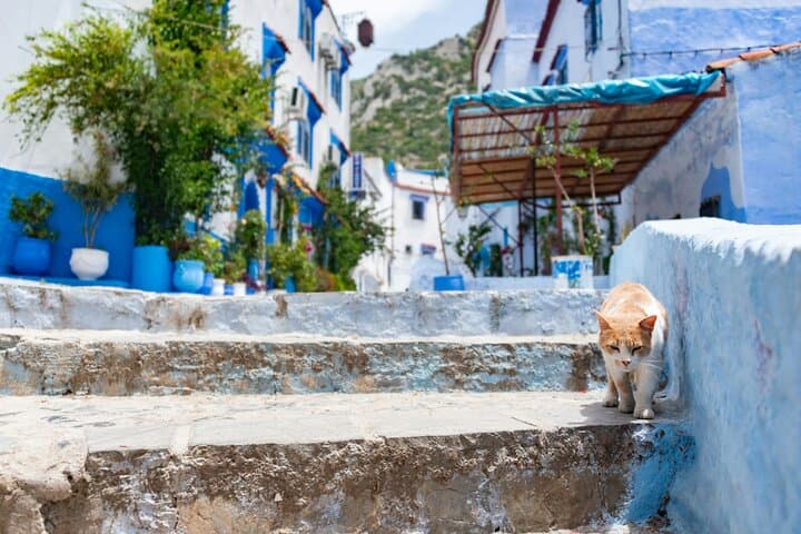 Chefchaouen Day Trip from Tangier: Explore the Blue City with a Local Guide photo 5