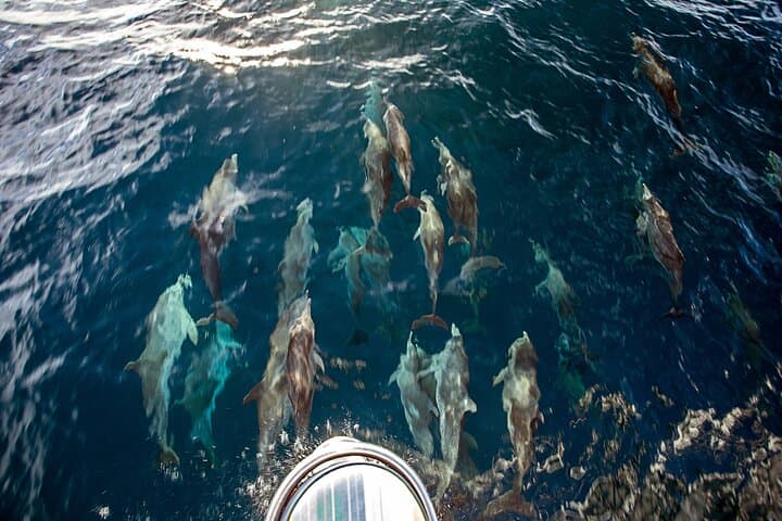 Sailing and Snorkeling to Norman Island: Caves, Indians & Pirate Bight photo 4