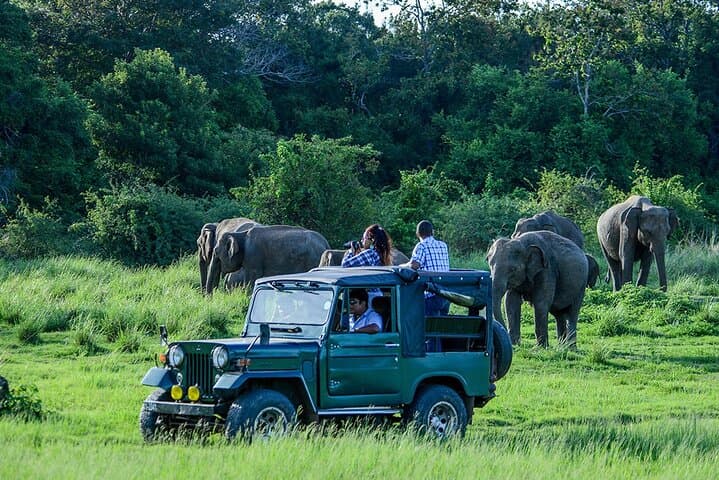 Udawalawe Safari: Elephant Encounters and Transfer to Arugam Bay photo 2