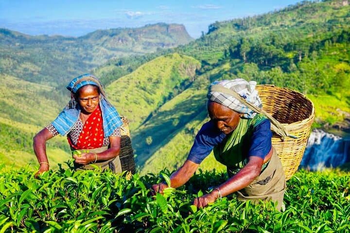 Horton Plains to Nuwara Eliya: Ramboda Falls, Gregory Lake & Damro Tea Factory Day Tour