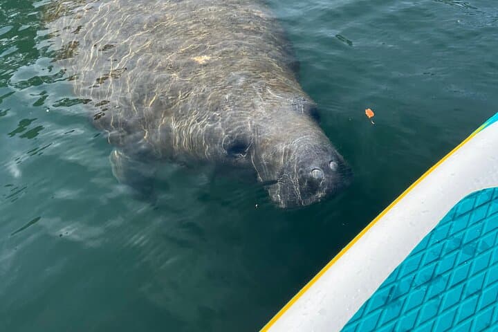 Crystal River 2-Hour Paddle Board Rental — King's Bay Manatee Viewing photo 3