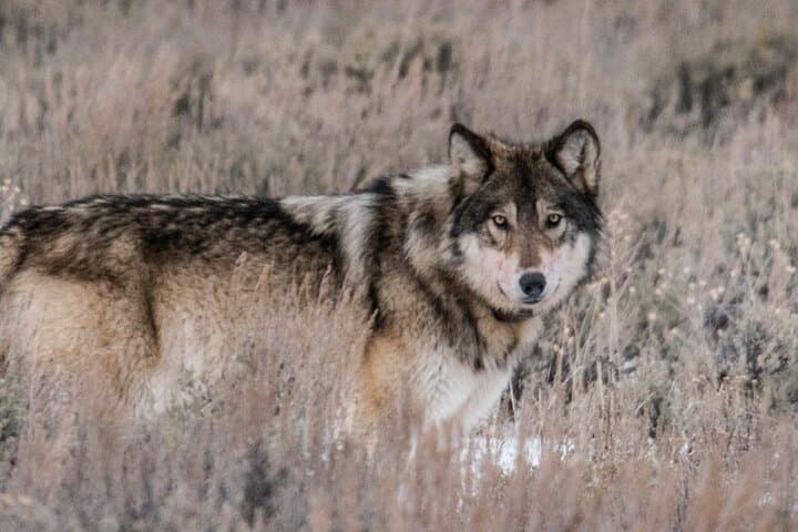 Yellowstone National Park Full-Day Private Guided Tour: Explore Geysers, Wildlife & Volcanic Landscapes photo 5