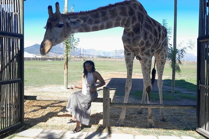 Cape Winelands Wildlife and Wine Day Tour: Giraffes, Big Cats & Stellenbosch Tastings