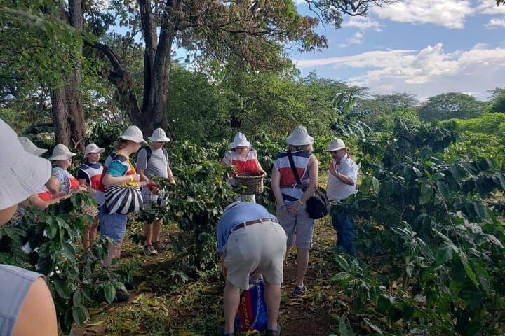 Coffee Trail and Wildlife Experience — Farm-to-Sanctuary Day Tour in Playa Flamingo photo 2