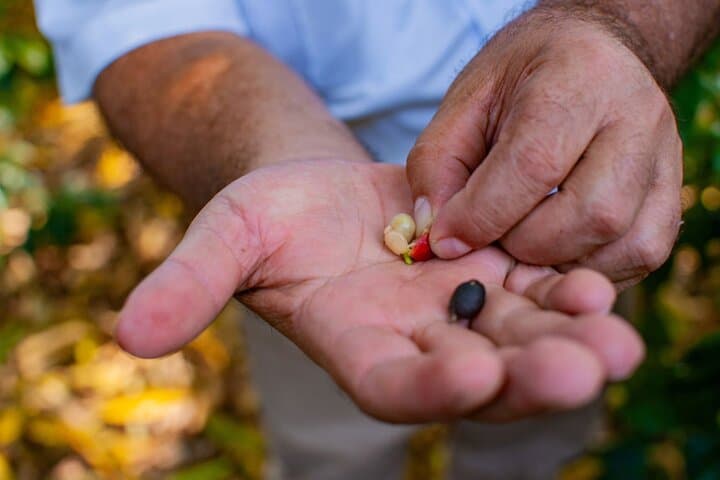 Coffee Trail and Wildlife Experience — Farm-to-Sanctuary Day Tour in Playa Flamingo photo 1