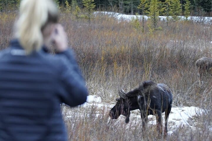 Dawn Safari in Grand Teton: Private Full-Day Wildlife Tour from Jackson Hole photo 4