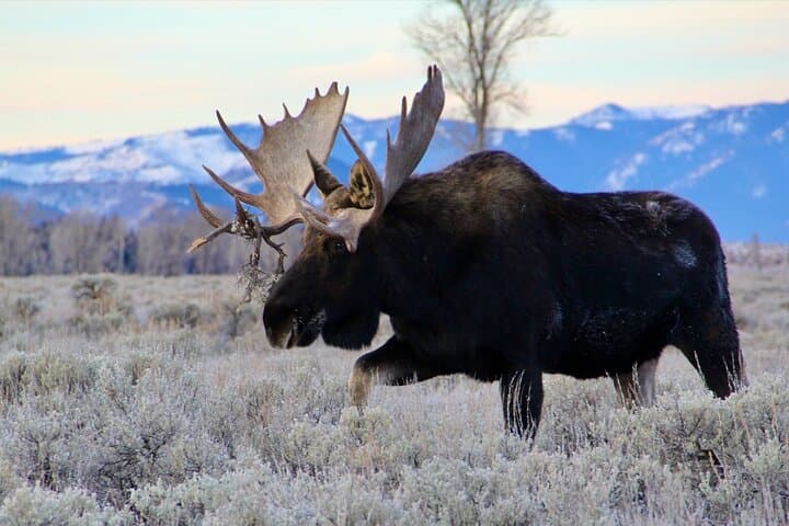 Dawn Safari in Grand Teton: Private Full-Day Wildlife Tour from Jackson Hole