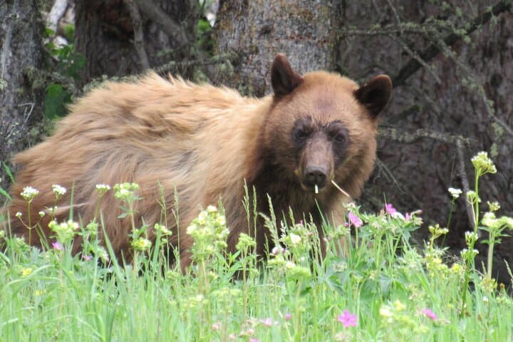 Dawn Safari in Grand Teton: Private Full-Day Wildlife Tour from Jackson Hole photo 2