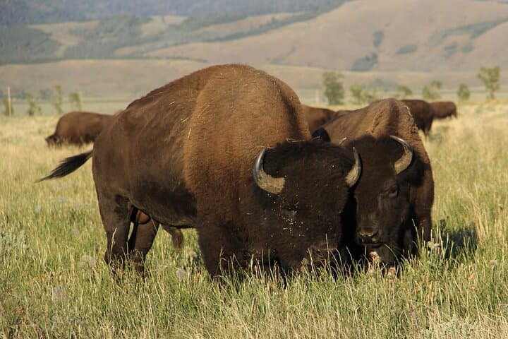 Dawn Safari in Grand Teton: Private Full-Day Wildlife Tour from Jackson Hole photo 3