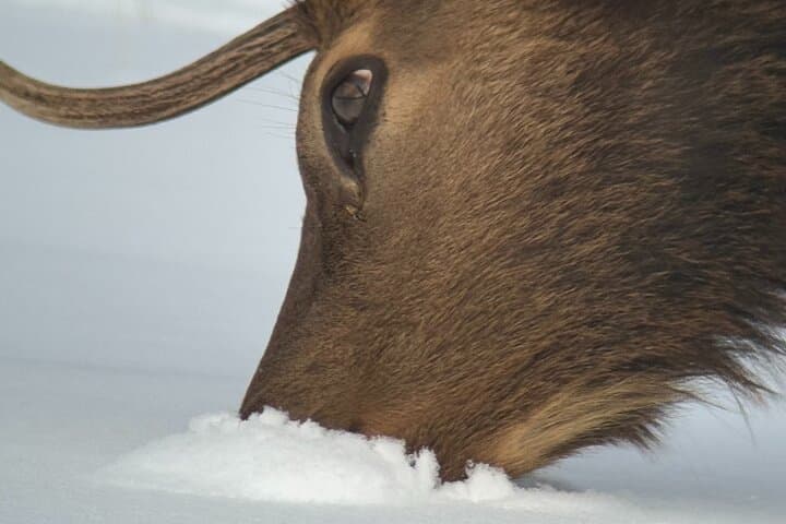 Dawn Safari in Grand Teton: Private Full-Day Wildlife Tour from Jackson Hole photo 5