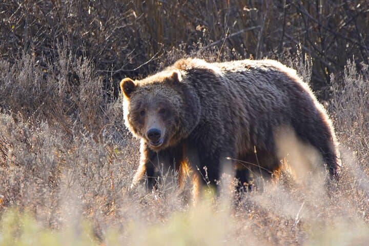 Dawn Safari in Grand Teton: Private Full-Day Wildlife Tour from Jackson Hole photo 6