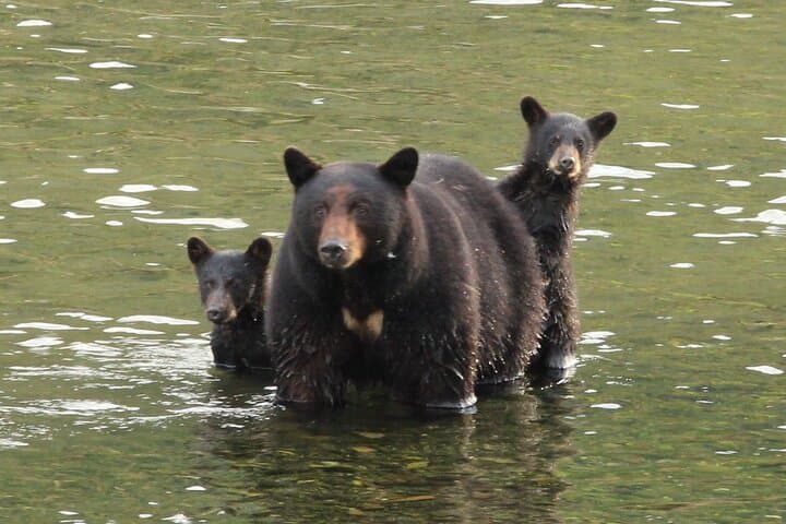Explore Ketchikan’s Wild Side: Custom 4-Hour Private Tour with Wildlife and History