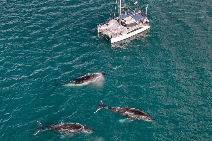 Overnight Whale-Watching in Hervey Bay: 2-Day K'gari Swim & Sail photo 4