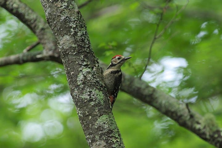 Senjogahara Nature Guide Tour — Easy Wetland Hike in Oku‑Nikko photo 3