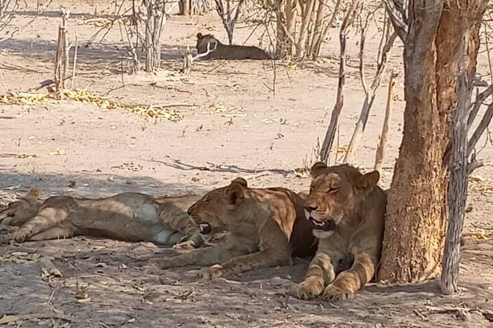 Okavango Delta Safari: 4-Day Moremi Game Reserve Camping Adventure photo 2