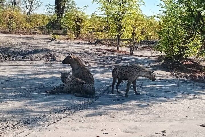 Okavango Delta Safari: 4-Day Moremi Game Reserve Camping Adventure photo 3