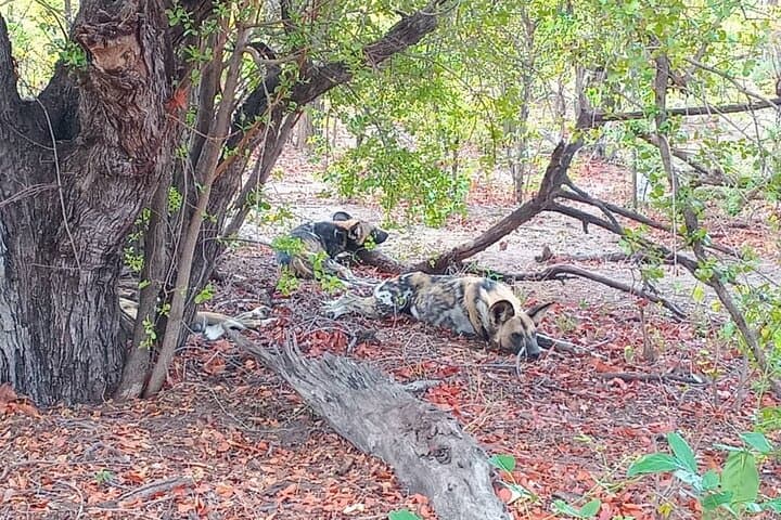 Okavango Delta Safari: 4-Day Moremi Game Reserve Camping Adventure photo 4