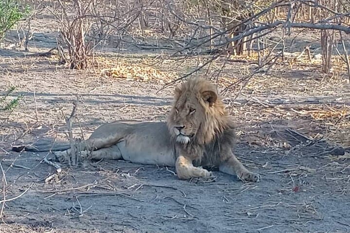 Okavango Delta Safari: 4-Day Moremi Game Reserve Camping Adventure photo 6