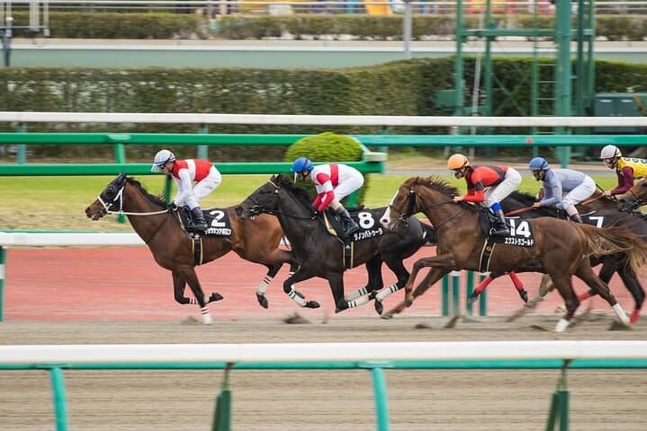 Nakayama Racecourse: Tokyo Horse Racing Tour with Local Fans