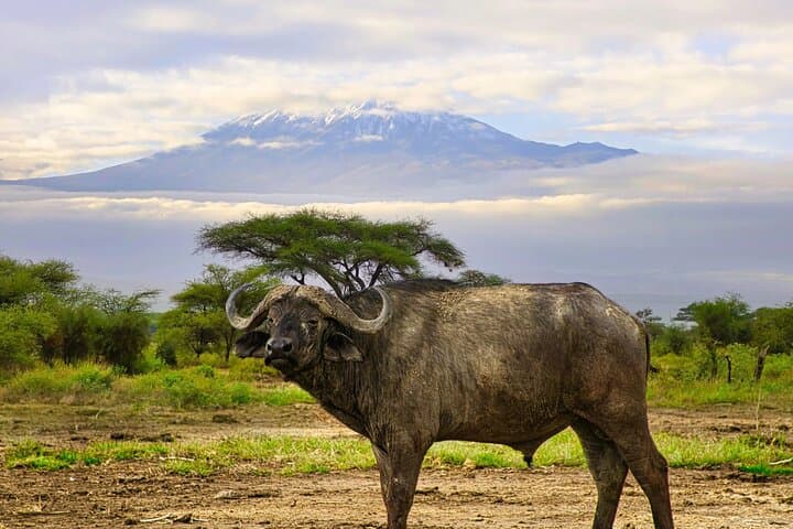 2-Day Amboseli Safari from Nairobi — Classic Game Drives with Kilimanjaro Views