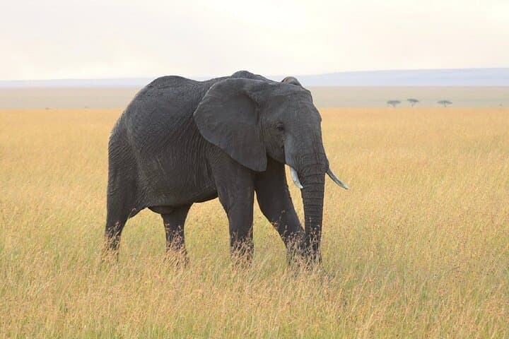 2-Day Amboseli Safari from Nairobi — Classic Game Drives with Kilimanjaro Views photo 3