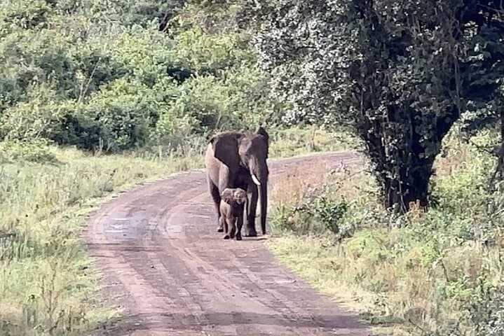 2-Day Amboseli Safari from Nairobi — Classic Game Drives with Kilimanjaro Views photo 4